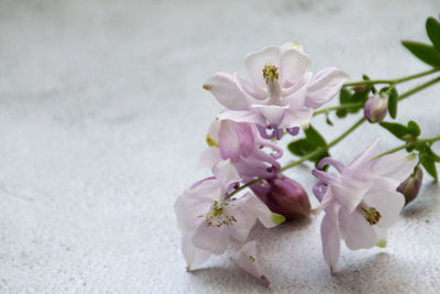 Close-up of pink cherry blossom