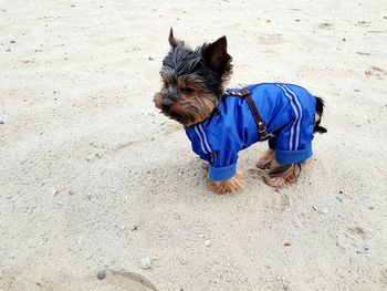 Dog on sand at beach