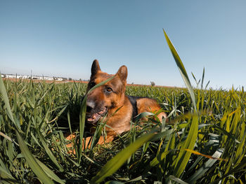 View of a dog on field