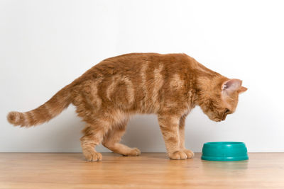 Full length of a cat playing on white background