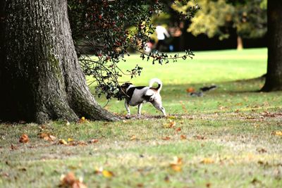 Dog on tree trunk