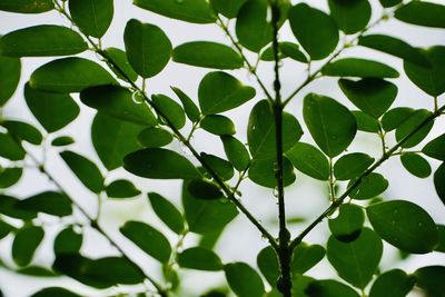 Close-up of green leaves