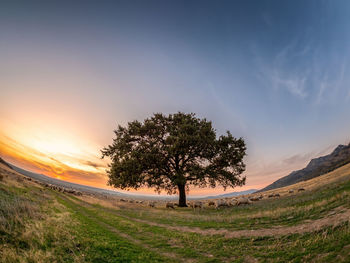 Tree on field against sky during sunset