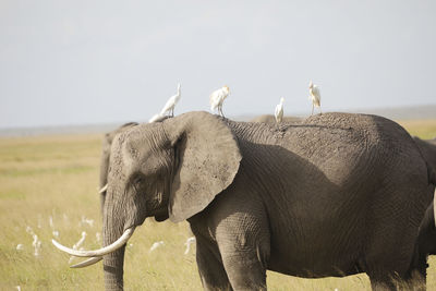 Elephants in a field, amboseli, kenya, africa