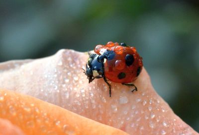 View of ladybug on rose petal