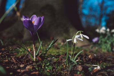 Close-up of purple crocus flowers on field