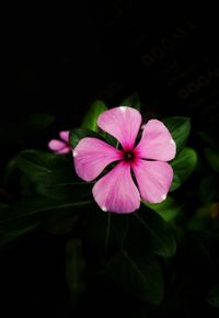 flowering plant