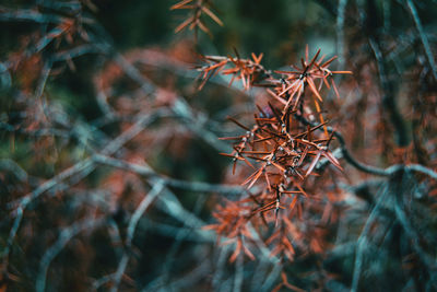 Close-up of dry plant