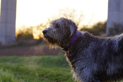 Irish wolfhound standing on field