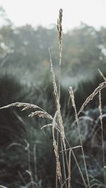 Close-up of snow on field