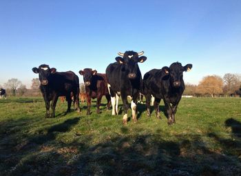 Cows on field against clear blue sky