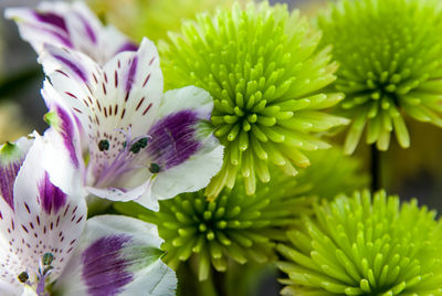 Close-up of purple flowering plant