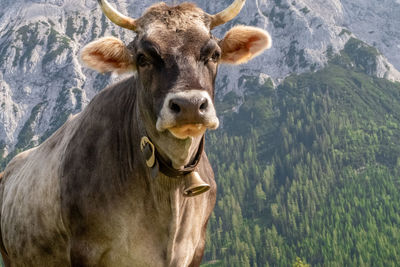 Close up portrait of a cow in tirol