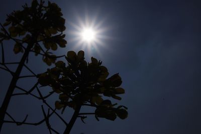 Low angle view of flower tree against sky
