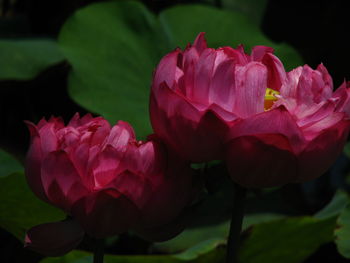 Close-up of pink flowering plant