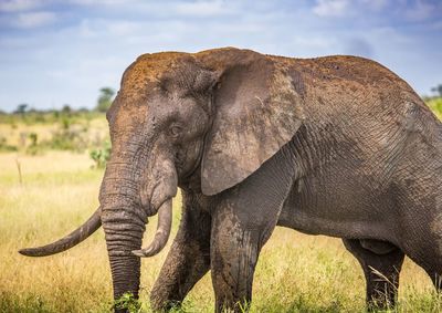 Close-up of elephant on field