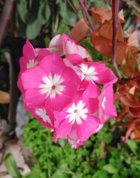 Close-up of pink flowers blooming outdoors