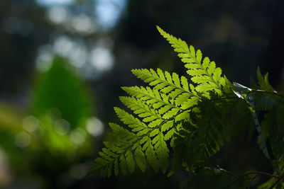 Close-up of fresh green leaves on branch