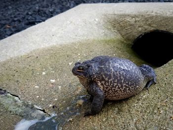 Close-up of turtle in water