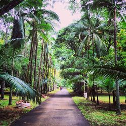 Pathway along trees in park