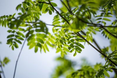 Beautiful rowan tree branches with leaves during spring season.