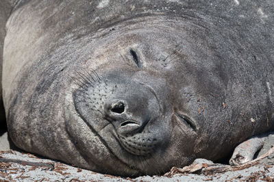 Close-up of animal sleeping