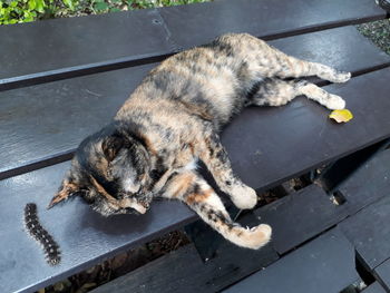 High angle view of cat sleeping by worm on bench