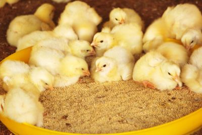 Close-up of a chicken babies