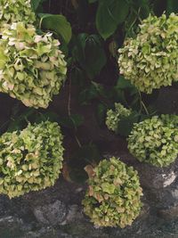 Close-up of flowers blooming outdoors