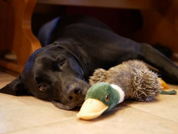 Close-up of dog lying down