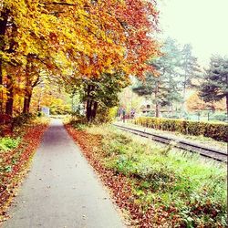 Road passing through forest