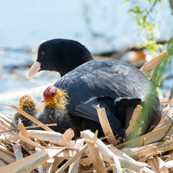 Close-up of coot family on nest against lake