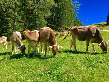 Cows grazing on field against sky