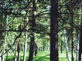 Trees in forest