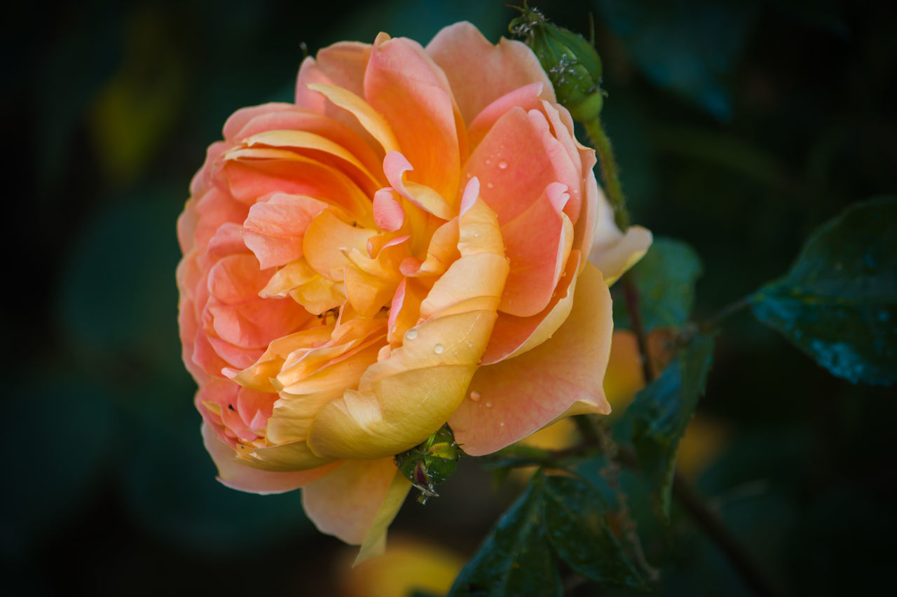 CLOSE-UP OF ROSE AGAINST ORANGE LEAVES