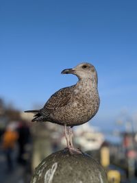 Close-up of seagull perching on pillar against sky