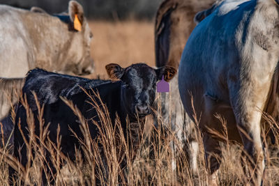 Angus crossbred calf with a purple ear tag surrounded by other cows.