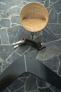 High angle view of cat lying by chair