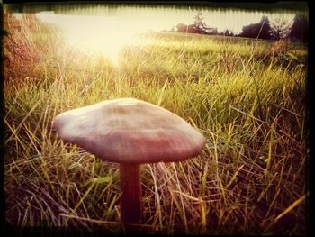 Close-up of mushroom growing on grassy field