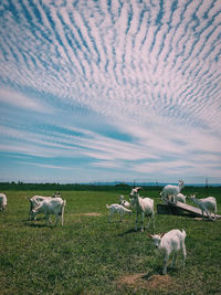 Sheep grazing in a field