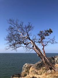 Tree by sea against clear blue sky