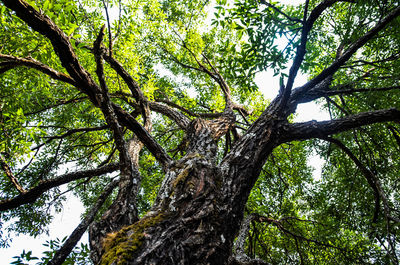 Low angle view of trees in forest against sky