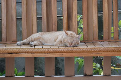 Cat sleeping on railing