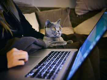 Close-up of surprised cat looking at laptop screen