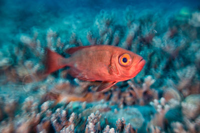 View of fish swimming in sea