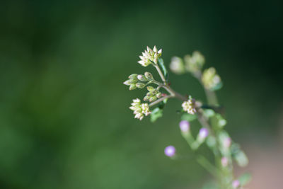 Close-up of flowers blooming outdoors