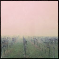 Scenic view of field in foggy weather