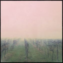 Scenic view of field in foggy weather