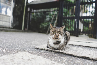 Portrait of cat sitting on footpath