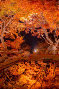 Trees in forest during autumn